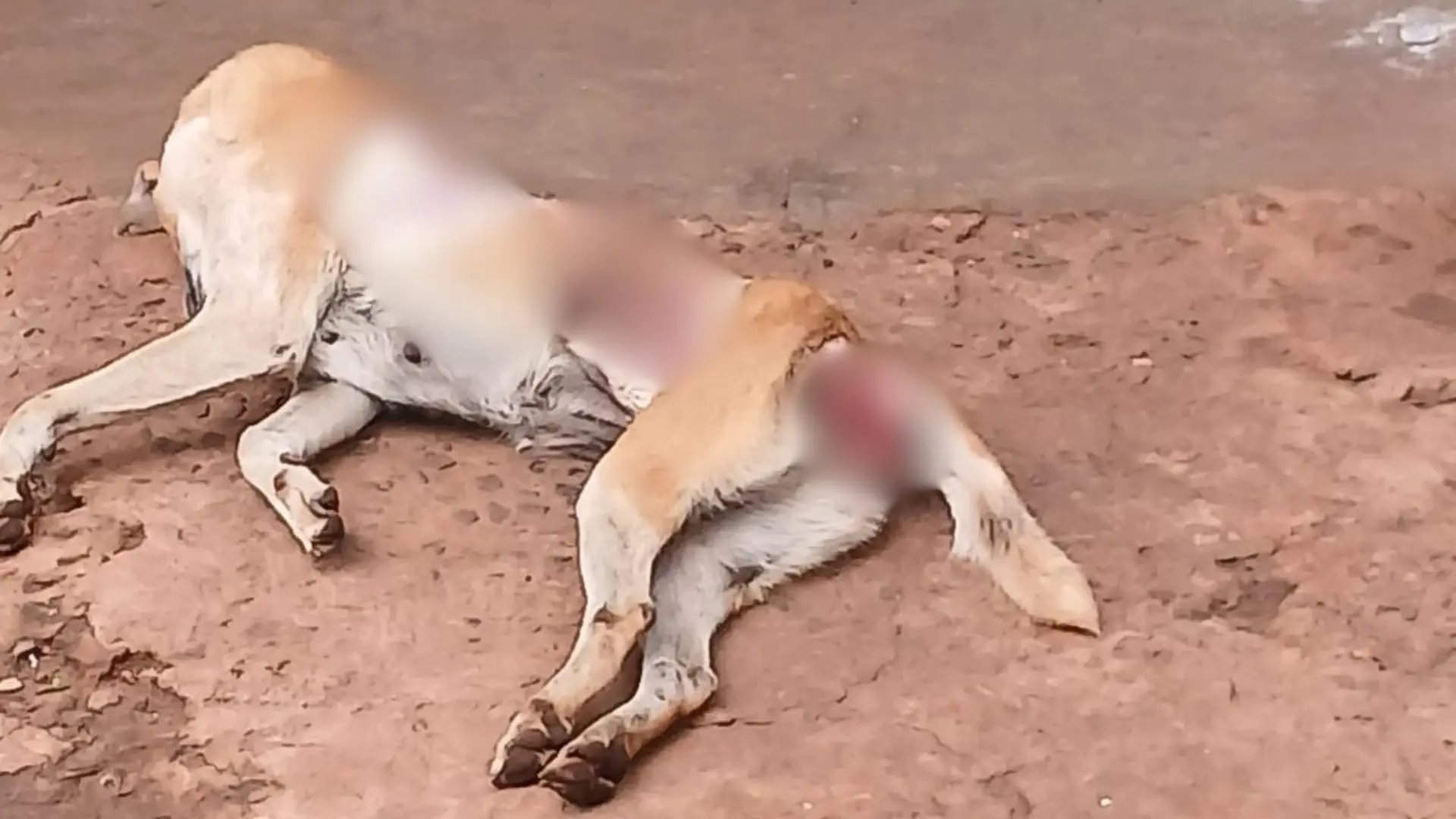 Cadela foi encontrada morta. (Foto: Fala Povo, Jornal Midiamax)