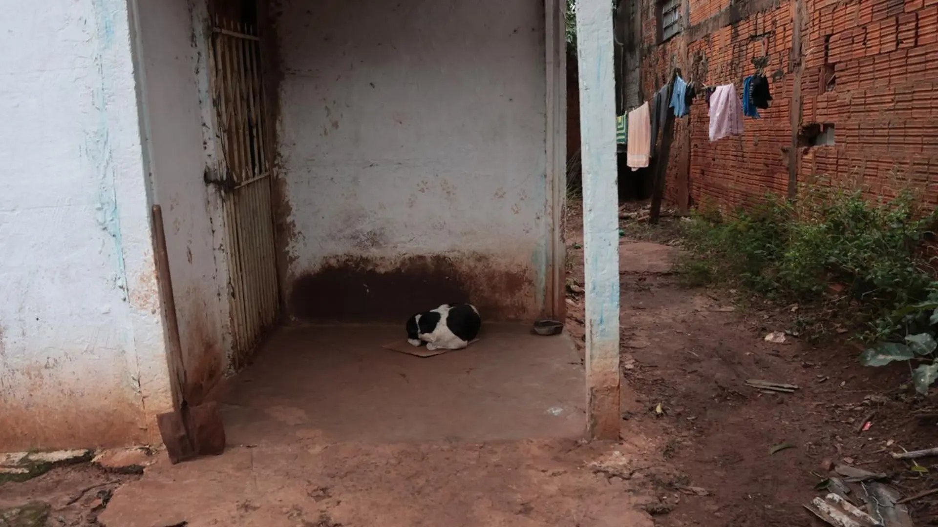 Cachorro não pôde ser levado e ficou na residência. (Foto: Pietra Dorneles, Midiamax)