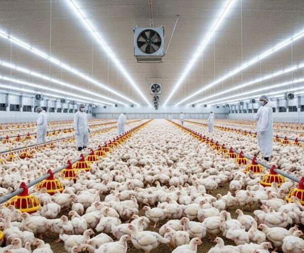 Sidrolândia lidera criação de galináceos em MS e concentra quase 19% de todas as aves do Estado
